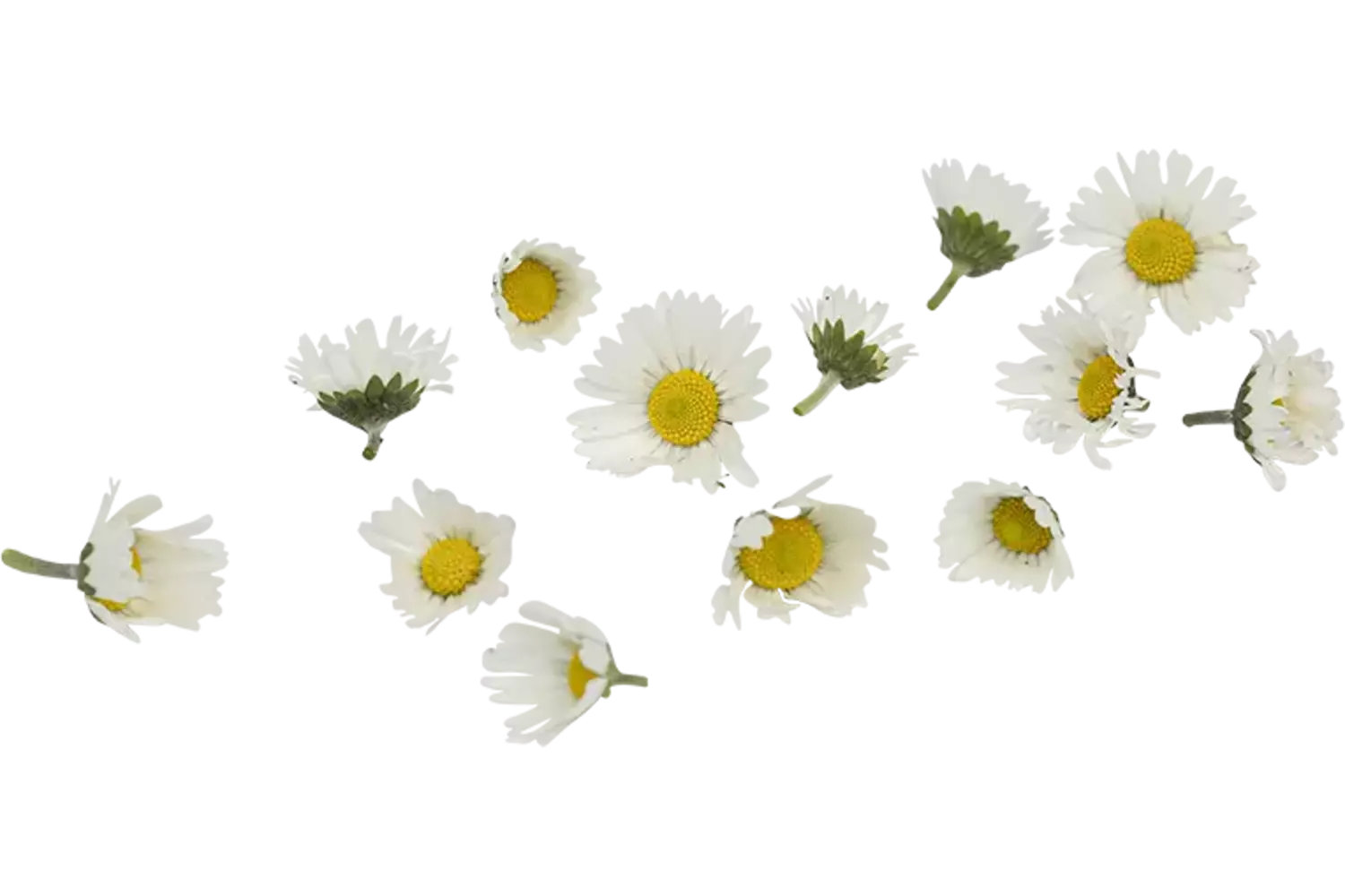 Eetbare bloem Madeliefjes groot 20st. stuk 1
